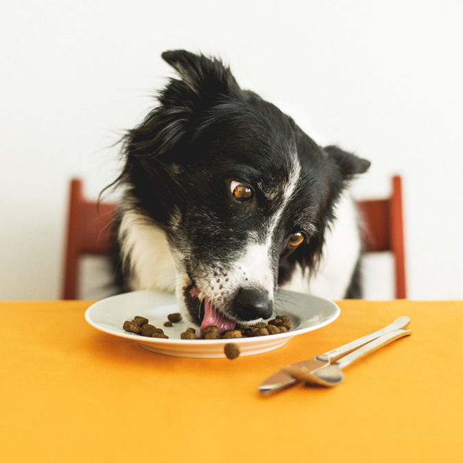 Mein Hund isst nicht mehr